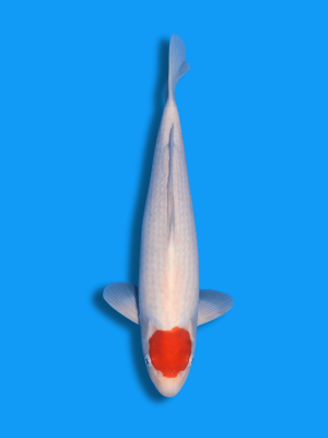 Tancho Kohaku | Koi&Co.